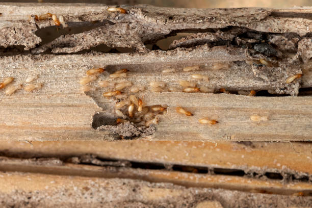Best Exterminator Services  in Lexington, MO