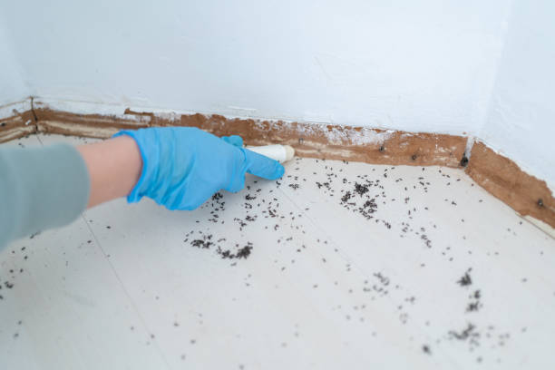 Best Flea Control Services  in Lexington, MO